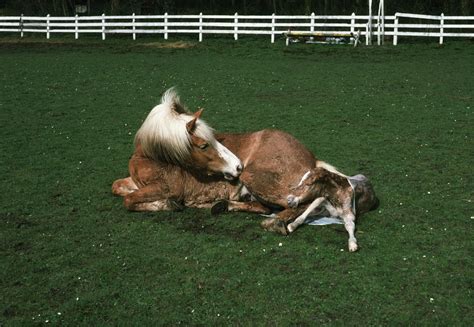 10 Facts About Foals