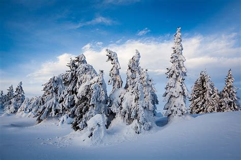 Winter Snow Trees Ate Norway The Snow Lillehammer Nordseter