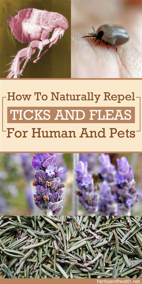 How To Naturally Repel Ticks And Fleas For Humans And Pets - Herbs Info
