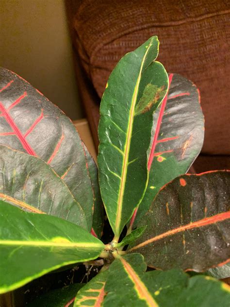 I Bought This Rubber Plant From Facebook And I Am A Bit Concerned About