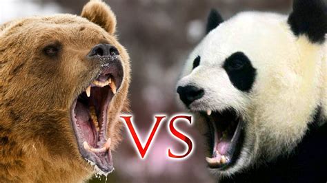 Grizzly Bear Vs Panda Who Will Be The Winner Youtube