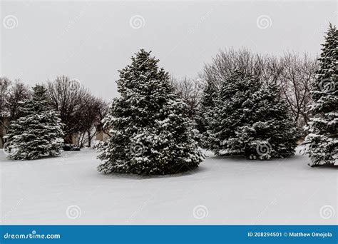 Evergreen Trees Covered With Snow Stock Image Image Of Trees Usual