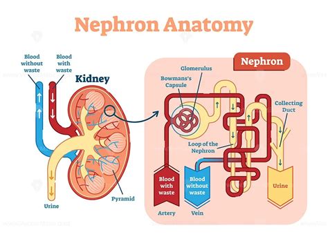 Kidney Nephron Anatomy Vector Illustration Diagram Scheme Vectormine