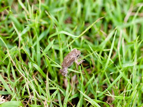 Frog In Grass Stock Photo Image Of River Pond Animal 44084828