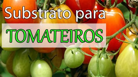 Substrato Caseiro Ideal Para O Plantio Do Tomateiro Youtube