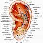 Ear Piercing Chart For Health And Acupuncture