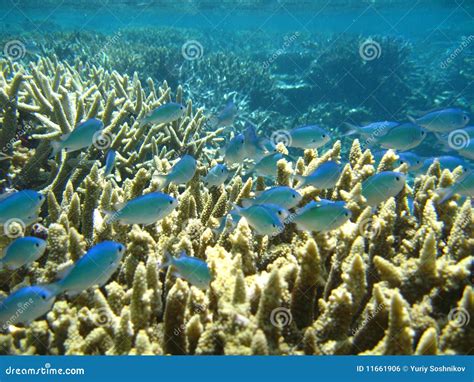 Pacific Ocean Reef Life Stock Photo Image Of Environmental 11661906
