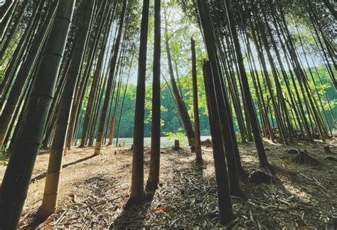 Get Spellbound At This Hidden Bamboo Forest On The Chattahoochee