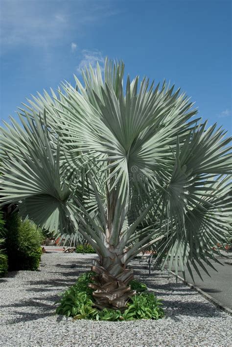 Silver Palm Tree Stock Image Image Of Leaf Thai Beautiful 17209245