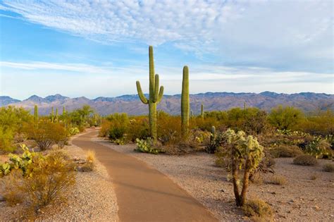 What Is The Best Time To Visit Saguaro National Park