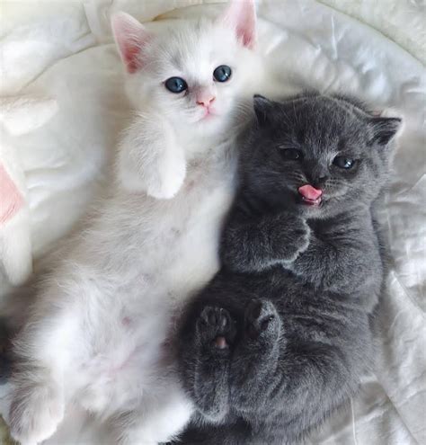 Dois Gatinhos Muito Fofos Kittens Cutest Cute Animals Images Baby Cats