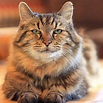 26-Year Old Corduroy, The Oldest Living Cat In the World, Shares His ...