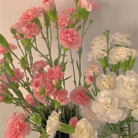 ̗̀𝒘𝒆𝒓𝒆𝒏𝒐𝒕𝒔𝒐𝒖𝒍𝒎𝒂𝒕𝒆𝒔 ̖́ Flower Aesthetic Pretty Flowers Flowers Nature