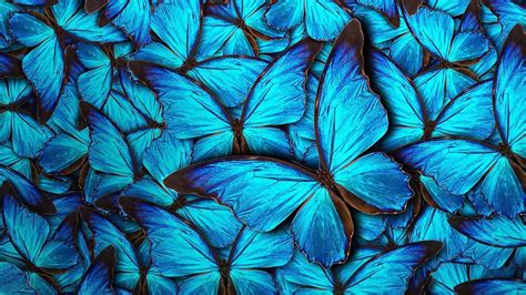 Wallpaper Blue Butterfly Cute Wallpapers 2024