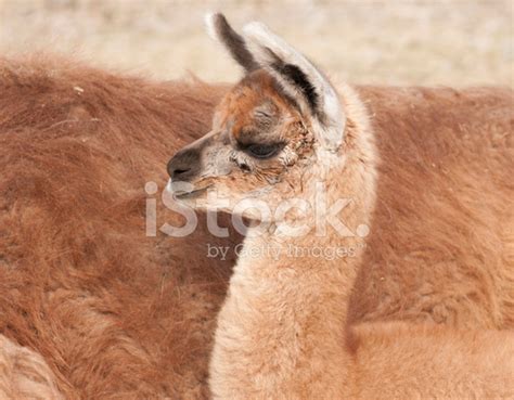 Baby Llama Side View Stock Photos