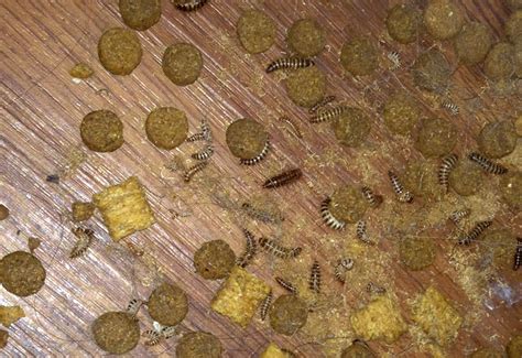 Spotting Carpet Beetles A Quick Detection Guide