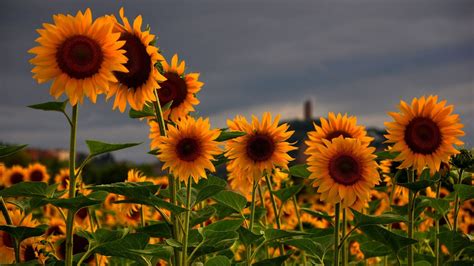 Fall Sunflower Wallpapers On Wallpaperdog