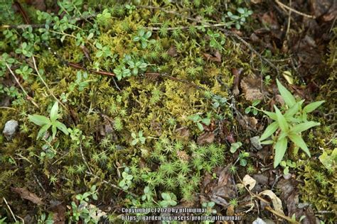 Photo Of The Entire Plant Of Common Haircap Moss Polytrichum Commune