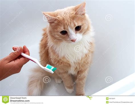Cat And Toothbrush In The Bath Stock Image Image Of Furry Isolated