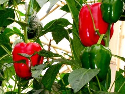 Paprika is a spice that is very well known worldwide and is found in almost every kitchen cabinet. Benefits of Paprika | Herbal Medicine and Nutrition