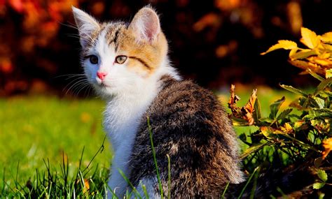 Beautiful Cats New Hd Wallpapers 2013 ~ All About Hd Wallpapers