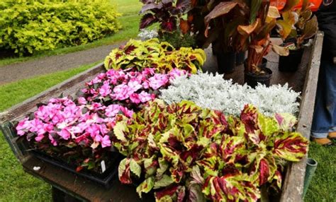 Boots N Blooms Agricultural Campus Dalhousie University