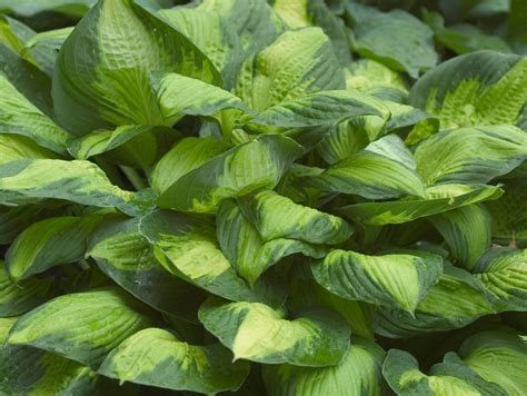 Captain Kirk Hosta Shade Perennial Large Hosta Plant Nh Hostas