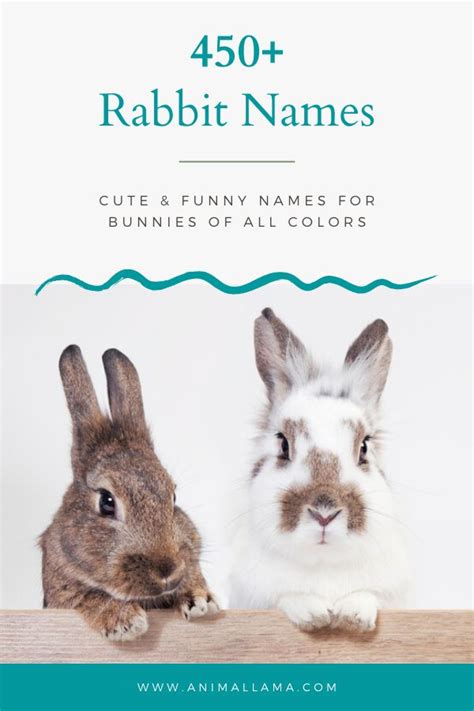 500 Cute Rabbit Names By Color Famous Bunny Characters Rabbit