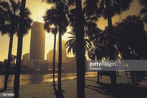 Tampa Palm Tree Photos And Premium High Res Pictures Getty Images