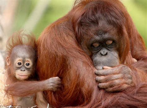 Baby Orangutan Gives Her Mother A Peck At The Apenheul Primate Park