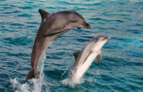 Delfín Mular Tursiops Truncatus Cram
