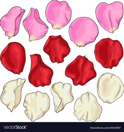 Set Of Hand Drawn Rose Petals Vector Image