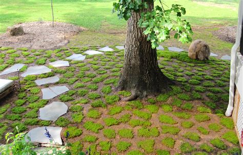 When Is The Best Time To Plant Moss Moss And Stone Gardens