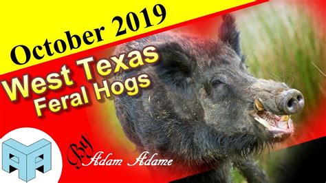 West Texas Feral Hogs Youtube