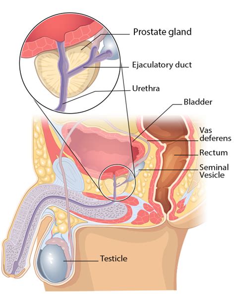 Jappanese massage massage your butt. Prostate Cancer Developments (re-post) | The Illustrated ...