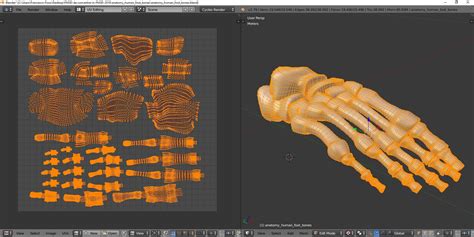 Anatomy Human Foot Bones 3d Model 9 Blend Fbx Unknown Obj Free3d