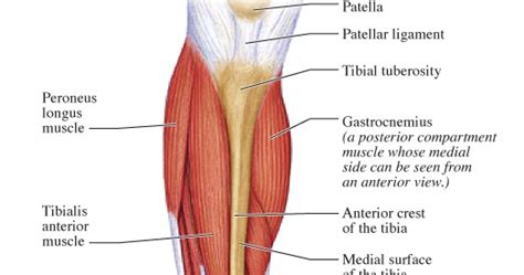 From physical best activity guide: Human Anatomy for the Artist: Anterior Leg, Part 2: It's ...