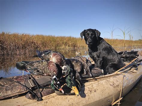 Duck Hunting From A Kayak Outdoor Life