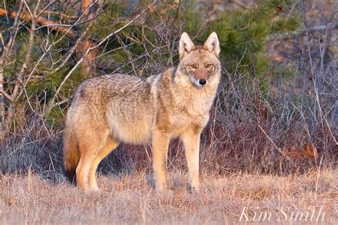 Eastern Coyote Canis Latrans Var Gloucester Ma 2 Copyright Kim Smith