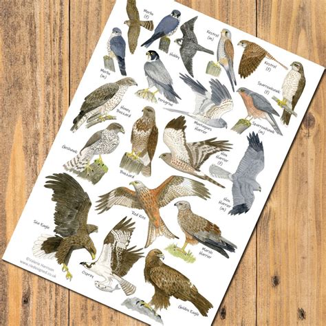 British Birds Of Prey Identification A5 Card Postcard Art Print