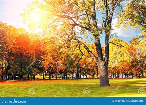 Autumn Colorful Landscape In Sunny Autumn Landscape Park Lit By