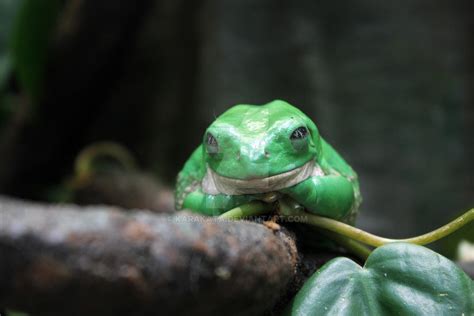 Mexican Dumpy Frog 4 0418 By Karakata On Deviantart