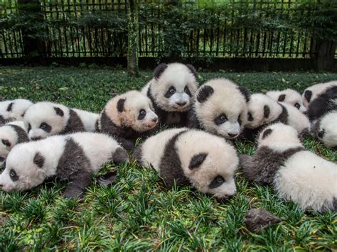 Panda Bear Newborn