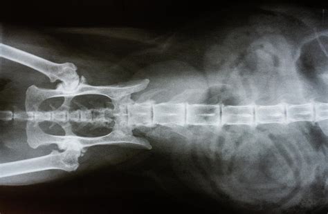 Cat X Ray Ventral View Of Spine Photograph By Richard J Green Fine
