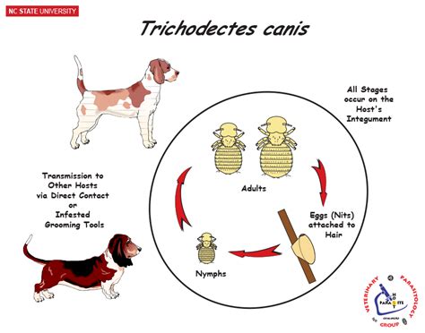 Ncsu Veterinary Parasitology