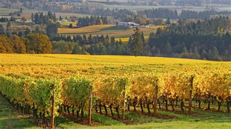 The Best Wineries To Visit In Oregon
