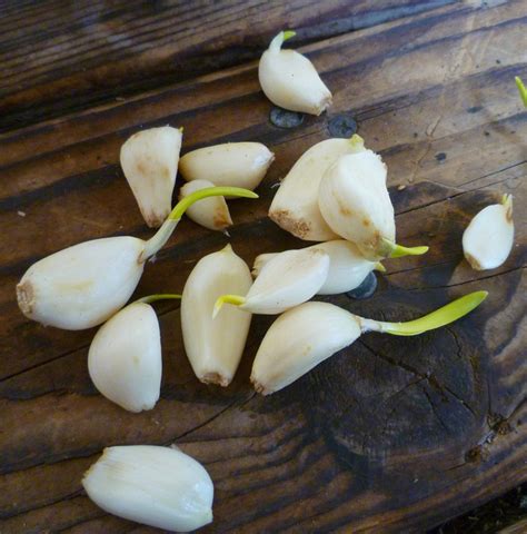 How To Grow Garlic In A Pot Dengarden