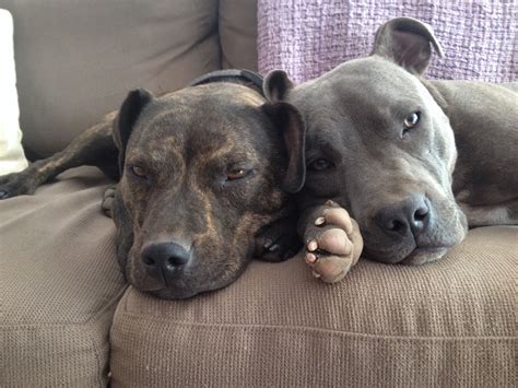 My Beautiful English Staffordshire Bull Terriers Brindle Blue