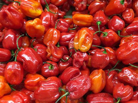 What Is A Habanero Pepper
