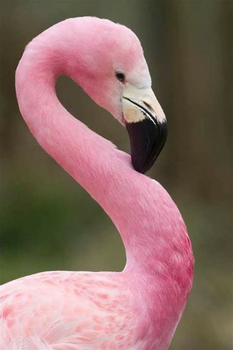 Flamingo Flamingo Beautiful Birds Pink Flamingos